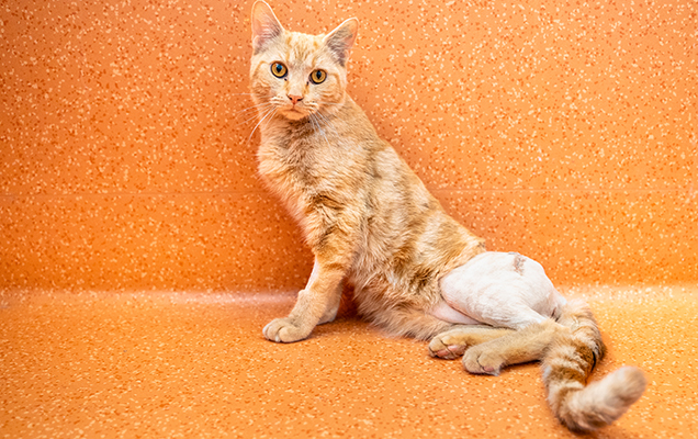 orthopaedic cat pumpkin